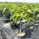 Figovník obyčajný (Ficus carica) ´DUO - BLACK AND WHITE´ - výška 70-90 cm, kont. C10L (-20°C)